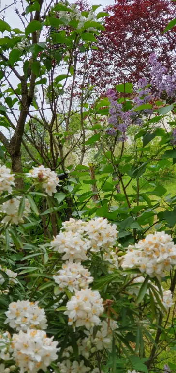 Allemaal verschillende kleuren (wit, groen, lila, donkerrood) in de tuin. (Japanse kers, oranje bloesem, seringen).