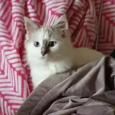 De kleinste kat is een dondersteen Ko (onze kroonprins).