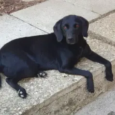 Louna is de allerliefste hond, zij is een kleine zwarte labrador.