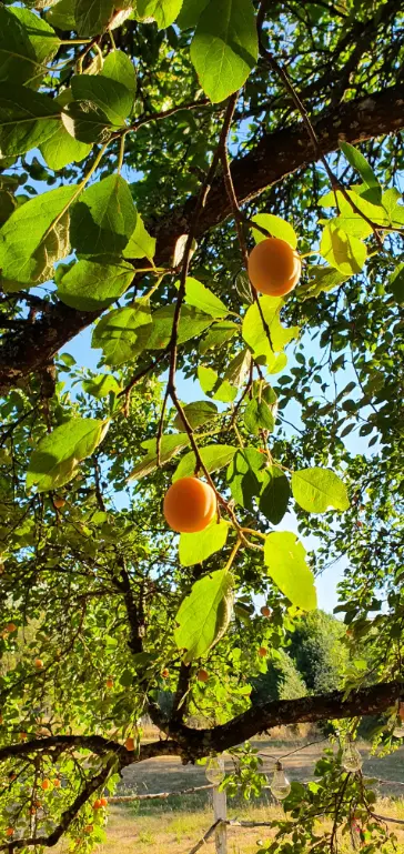 Mooi gele rijpe mirabellen hangend aan een boom waar de zon mooi op schijnt.