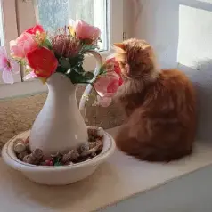 Onze mooie rooie poes Sanne in het raam met lampetstel.