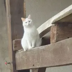 Deze witte kat Rosie is een lieverd.