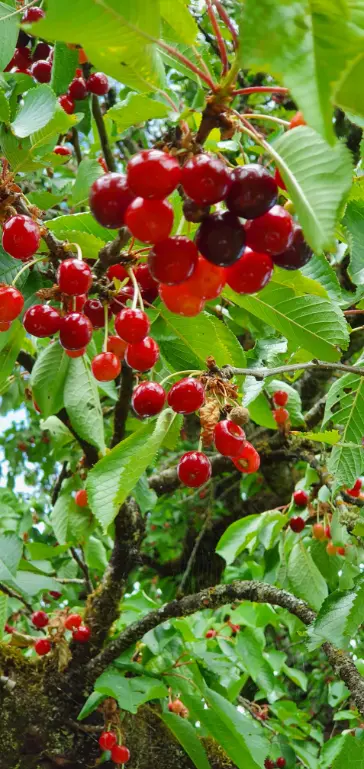 Veel schitterend gekleurde rode kersen in een boom, hoe donkerder hoe lekkerder.