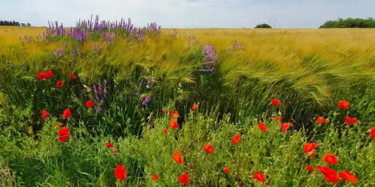 Schitterende veldbloemen met o.a. klaprozen in een korenveld vlakbij Vitrey sur Amance, Frankrijk.